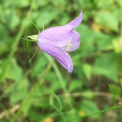 Campanula rotundifolia
