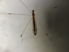 Diptera