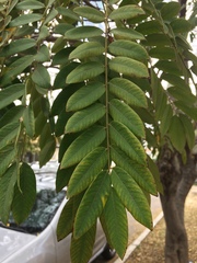 Tipuana tipu
