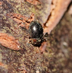 Scymnodes difficilis