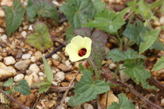 Pavonia cancellata