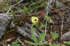 Pavonia cancellata