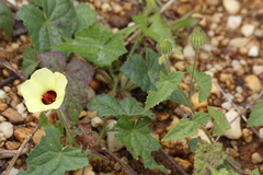 Pavonia cancellata