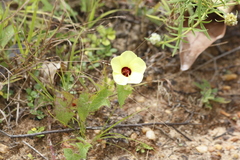 Pavonia cancellata