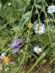 Aster indicus