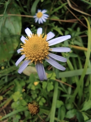 Aster indicus