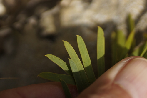 Image of Acacia uncifolia by (c) Rod Lowther, some rights reserved (CC BY)