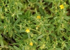 Roepera billardierei