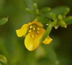 Roepera billardierei