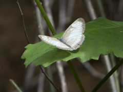 Mestra