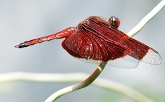 Neurothemis ramburii