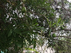 Rauvolfioideae