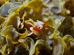 Amblychilepas nigrita