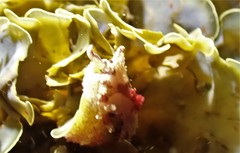 Amblychilepas nigrita