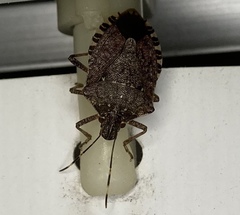 Halyomorpha halys