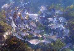 Pseudocaranx