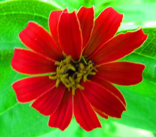 Zinnia elegans