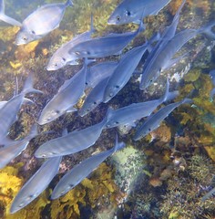 Pseudocaranx