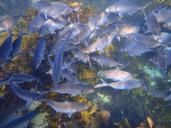 Pseudocaranx