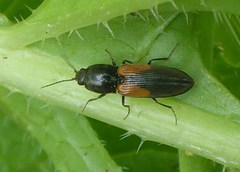 Cardiophorinae