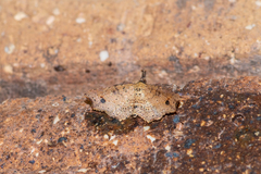 Philogethes metableta