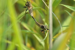 Promachus vertebratus