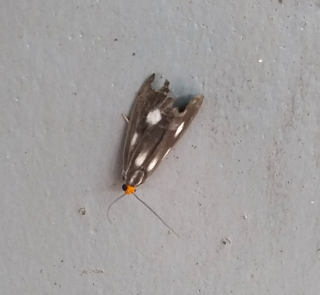Scotura fulviceps
