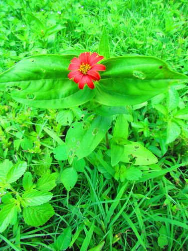 Zinnia elegans