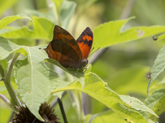 Fountainea glycerium venezuelana