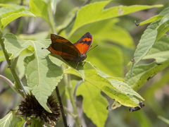 Fountainea glycerium venezuelana
