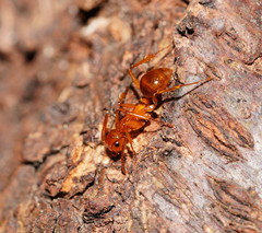 Notoncus spinisquamis