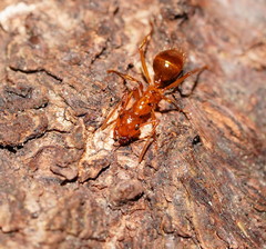 Notoncus spinisquamis