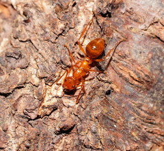 Notoncus spinisquamis