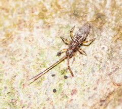 Paronellides