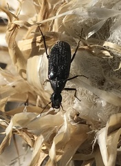 Ptilophorus wrightii