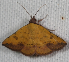 Hemeroplanis floccalis