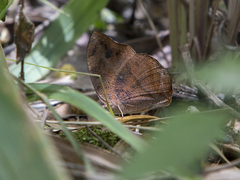 Fountainea glycerium venezuelana