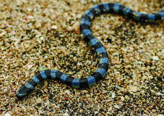 Laticauda laticaudata