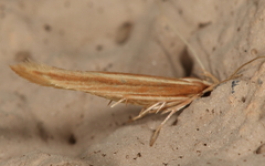 Pyroderces albistrigella