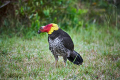 Alectura lathami lathami