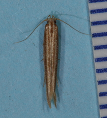 Pyroderces albistrigella