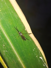 Ichneumonidae