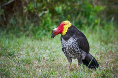 Alectura lathami lathami