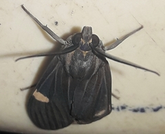 Aclytia
