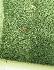 Entomobrya atrocincta