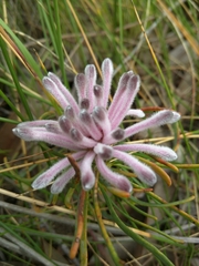 Petrophile linearis