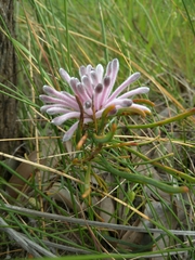 Petrophile linearis