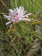 Petrophile linearis