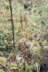 Platanthera huronensis