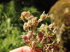 Psilocarphus elatior